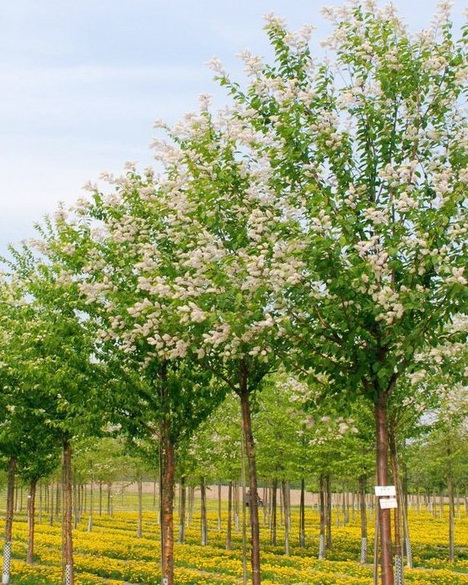 Черемуха Маака, Prunus maackii | СадПарад